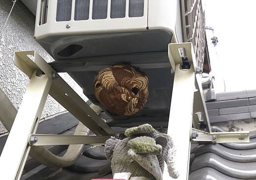 コガタスズメバチ注意点室外機